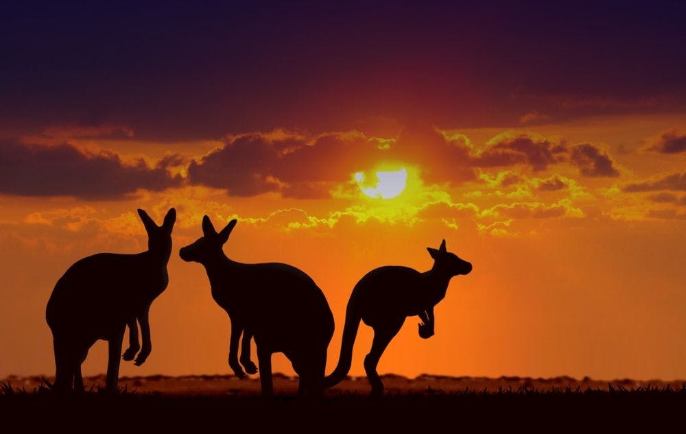 Silhouette of three Kangaroos during sunset.