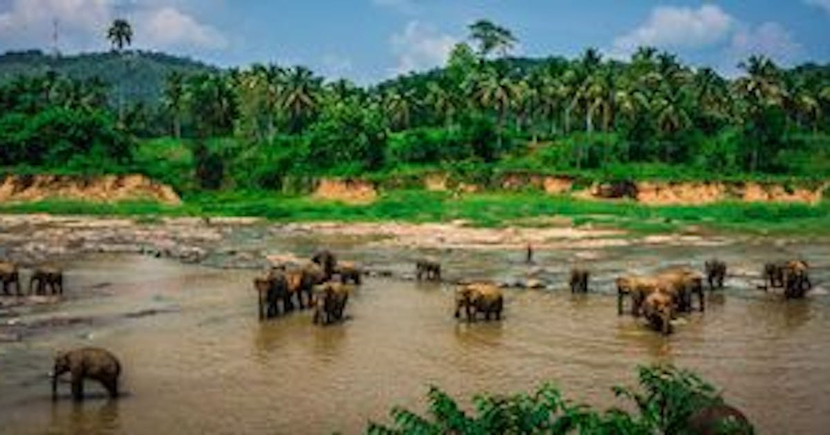 Photo of elephants standing in a river surrounded by green grass and trees during daytime