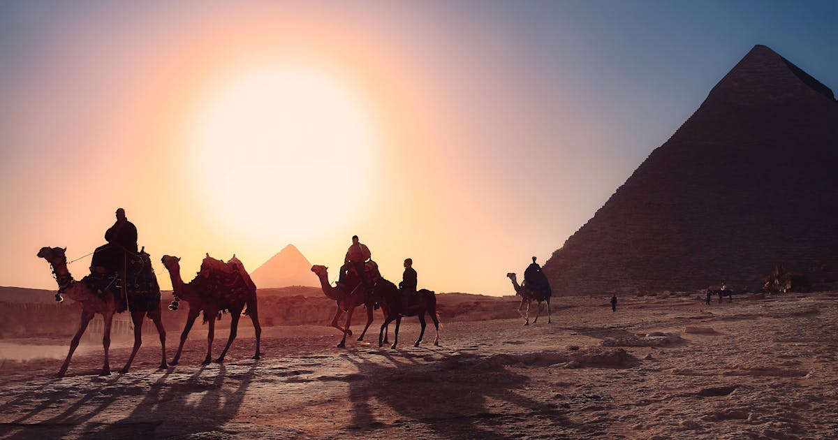 Camels walking over the orange desert, the pyramids can be seen in the background