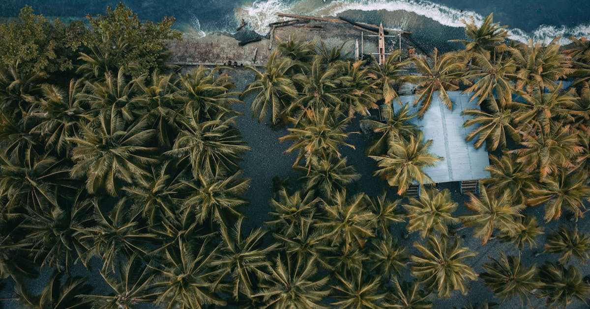 A top view of green palm trees near the beach in Papua New Guinea. 