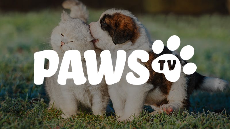 Atmosphere TV for Your Business | Paws TV | Cat & Dog TV | Free Pet ...