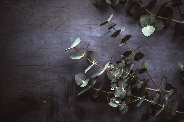 Soigner naturellement grâce à la Naturopathie et l'aromathérapie.