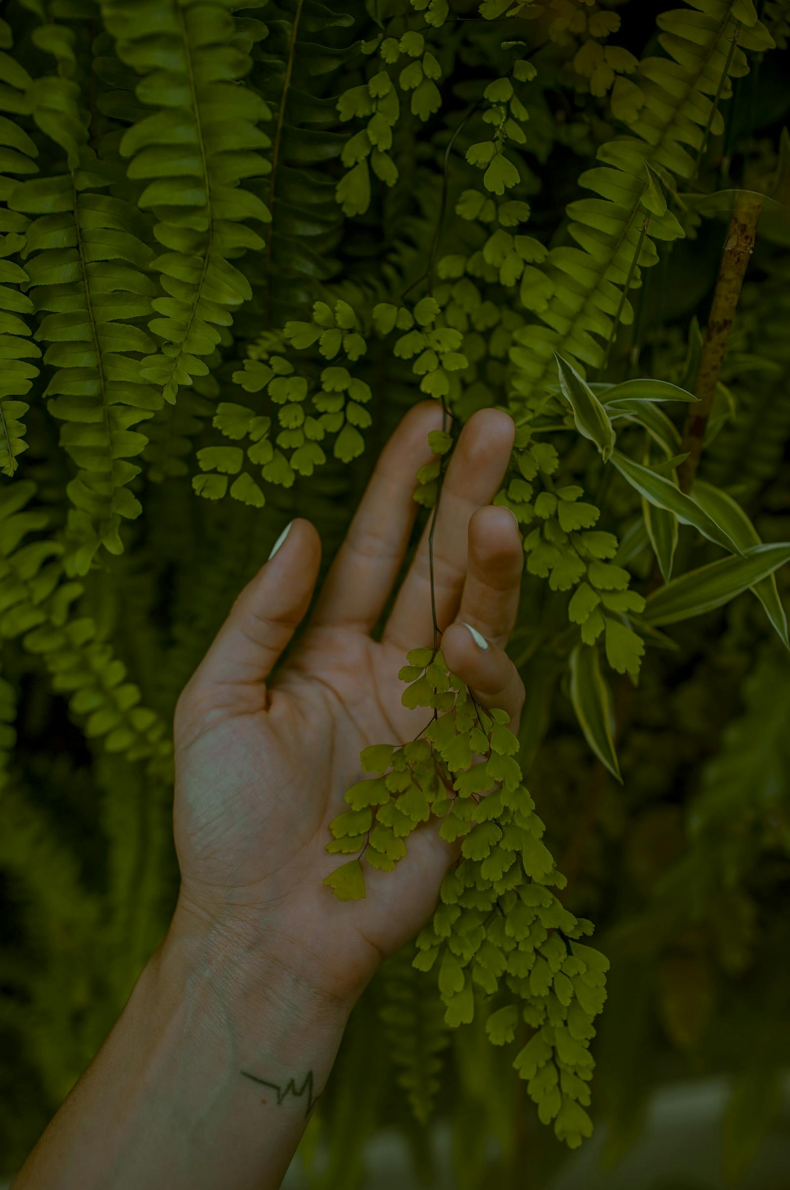 Naturopathie – naturopathe – soigner de façon naturelle – soins naturels – soin par les plantes et les huiles essentielles - aromathérapie.