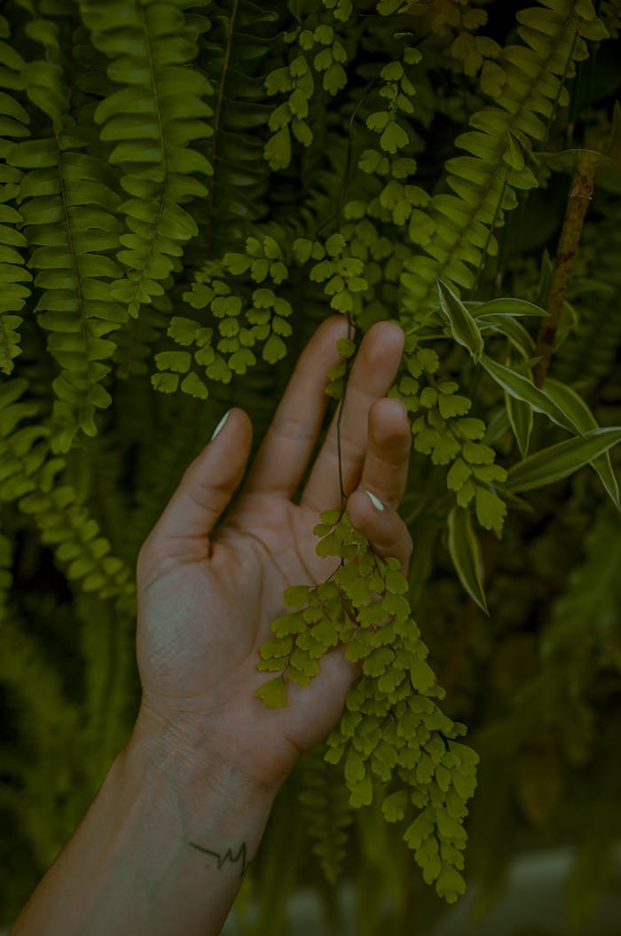Soins naturels par le rééquilibrage alimentaire et énergétique, la détoxification.