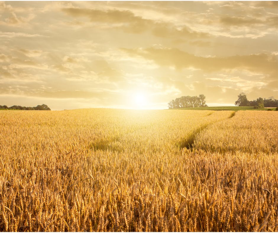 Notre chakra du ''plexus solaire'' - Manipura