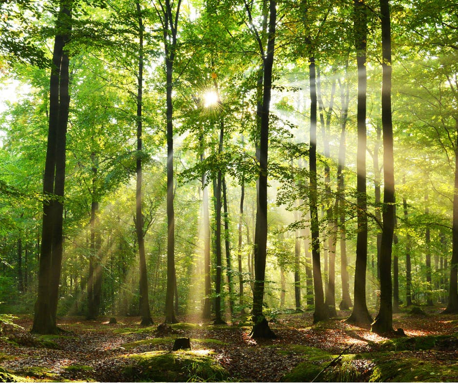 Notre chakra ''Coeur'' - Anahata