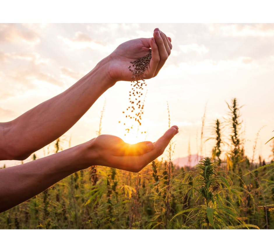 Le CBD en naturopathie