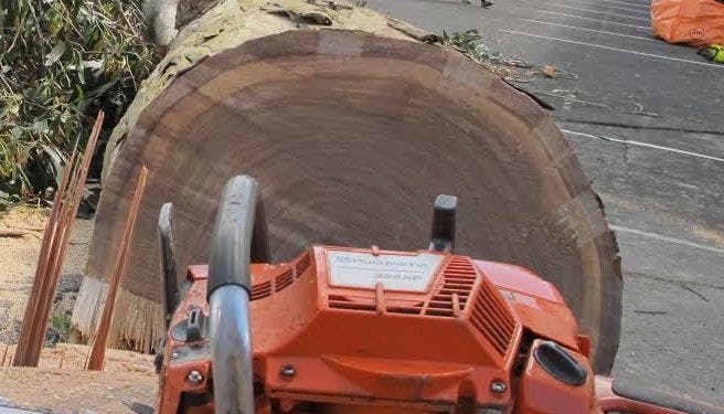 Hardwoods grow much slower, and their annual rings are very closely spaced