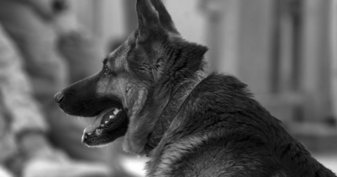 Photo of a service dog