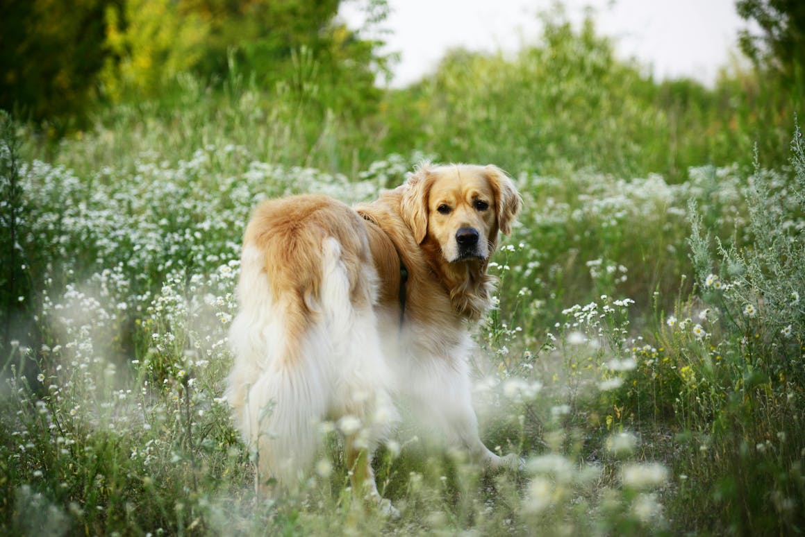 Brown and white dog standing in tall grass and surrounded by white flowers.