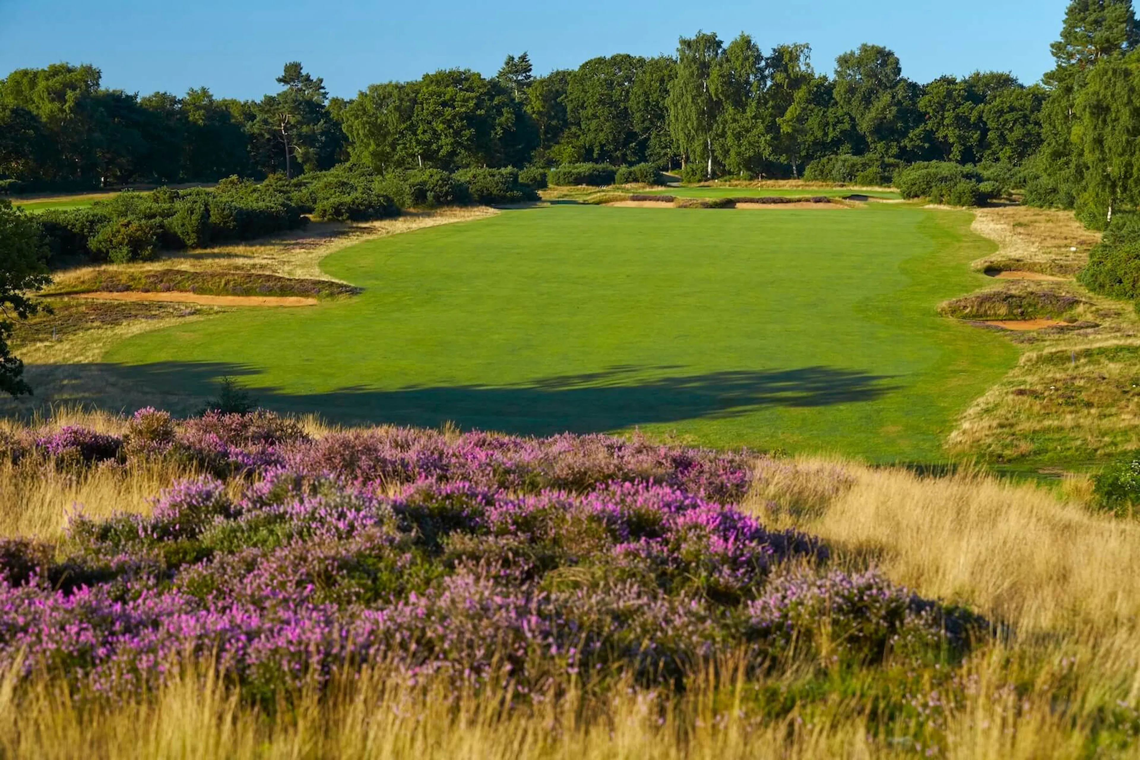 The heather is in flower at Woodbridge Golf Club, adding colour and definition to the heathland.
