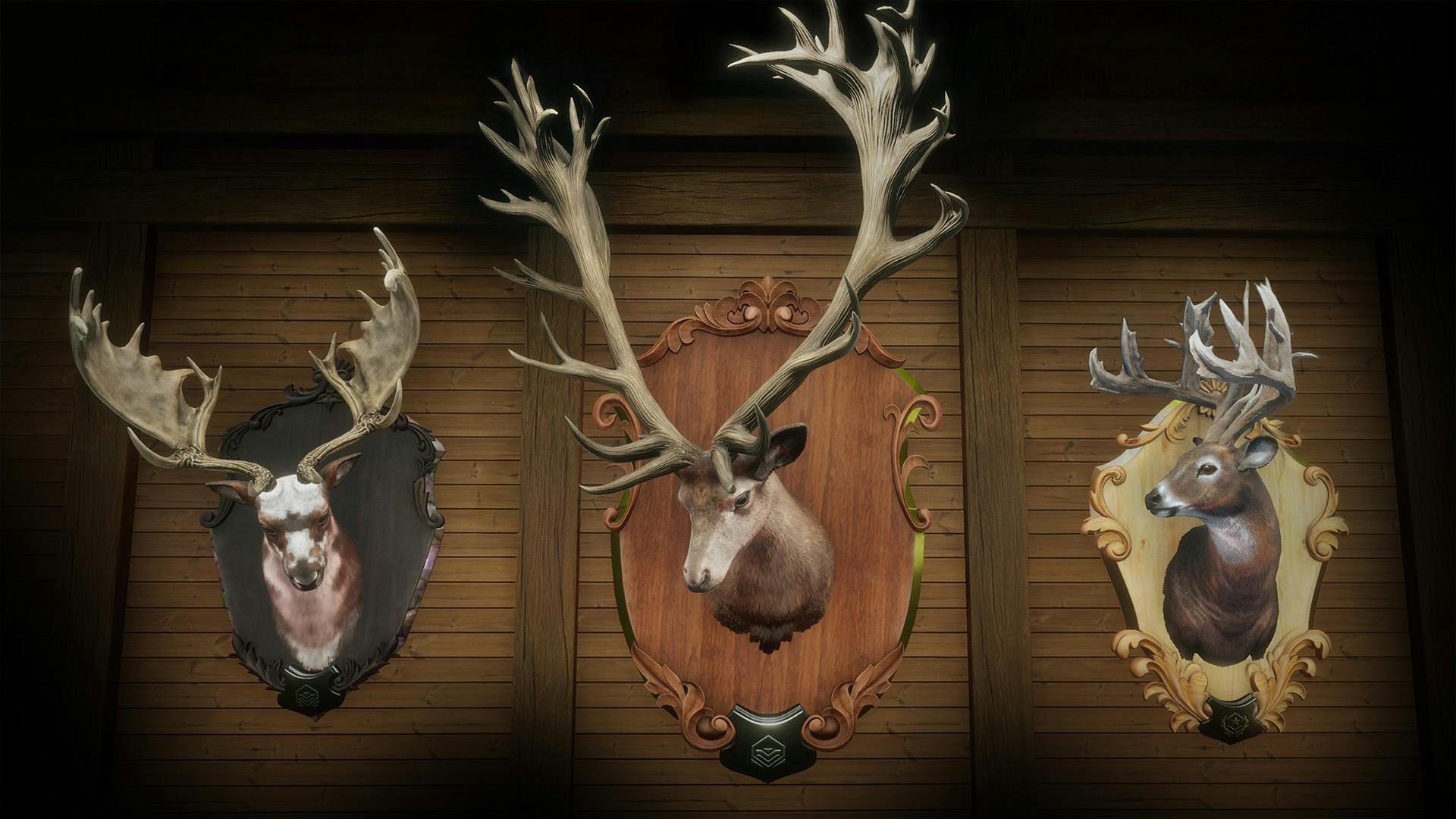 Trophy mounts on a wall