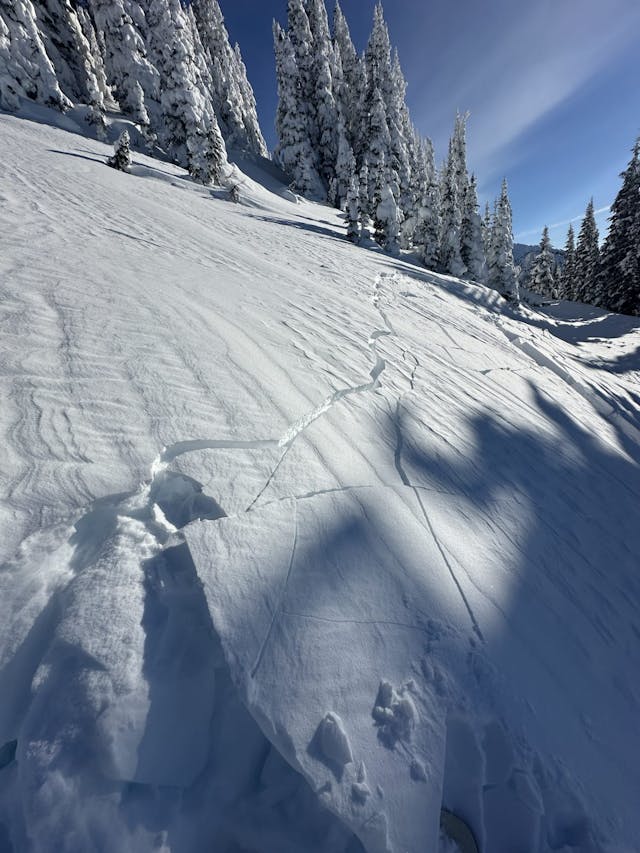 A small slope in a clearing between trees cracks in front of a pair of skis.