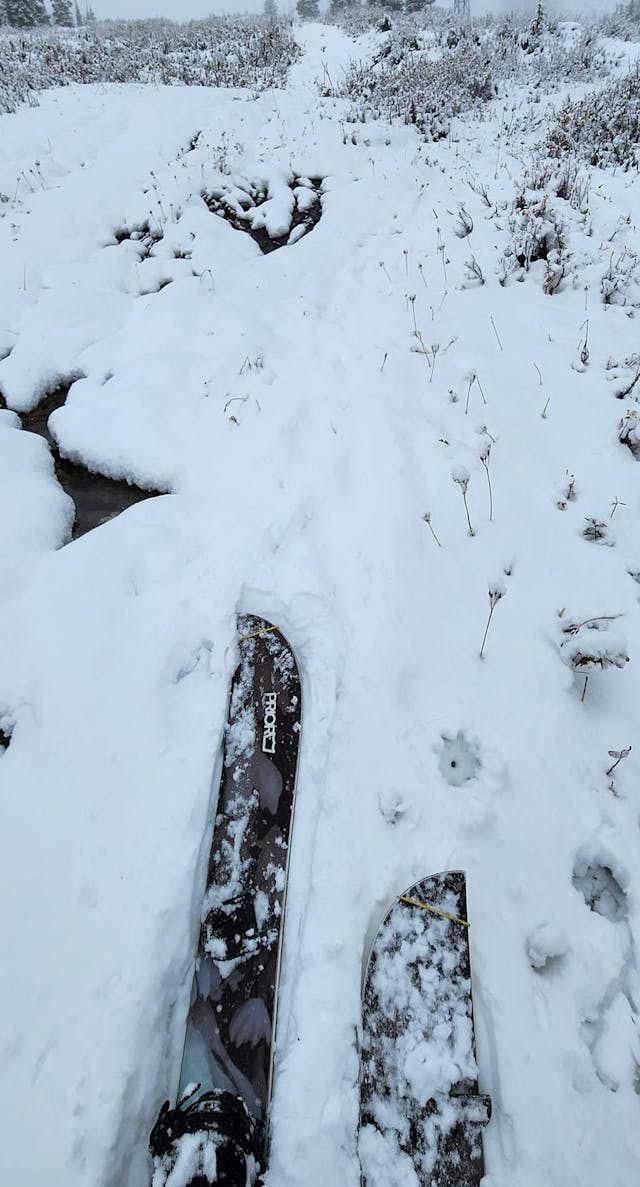 A shot of the tips of a splitboard in ski mode on a trail with rough coverage.