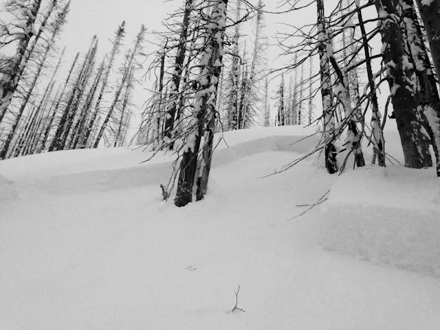 An avalanche crown in a previous burned forest.