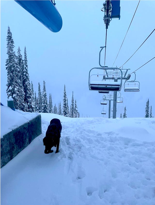 A dog plays in the snow under a chairlift at Whitewater resort. 