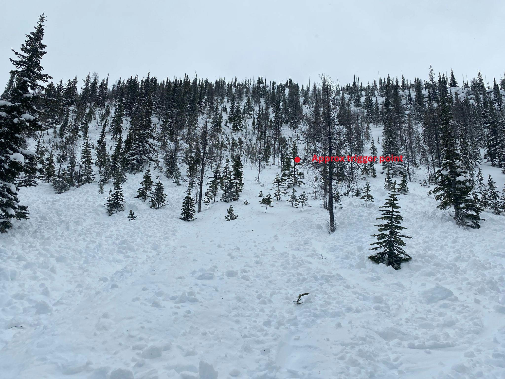Photo of the avalanche with a red dot indicating the approximate trigger point. There are small to medium sized trees in the start zone and track.