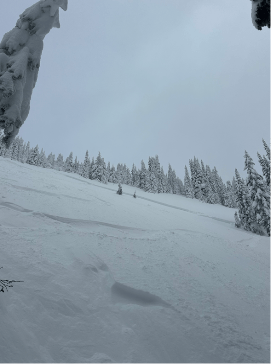 An avalanche crown stretches across an open slope surrounded by trees