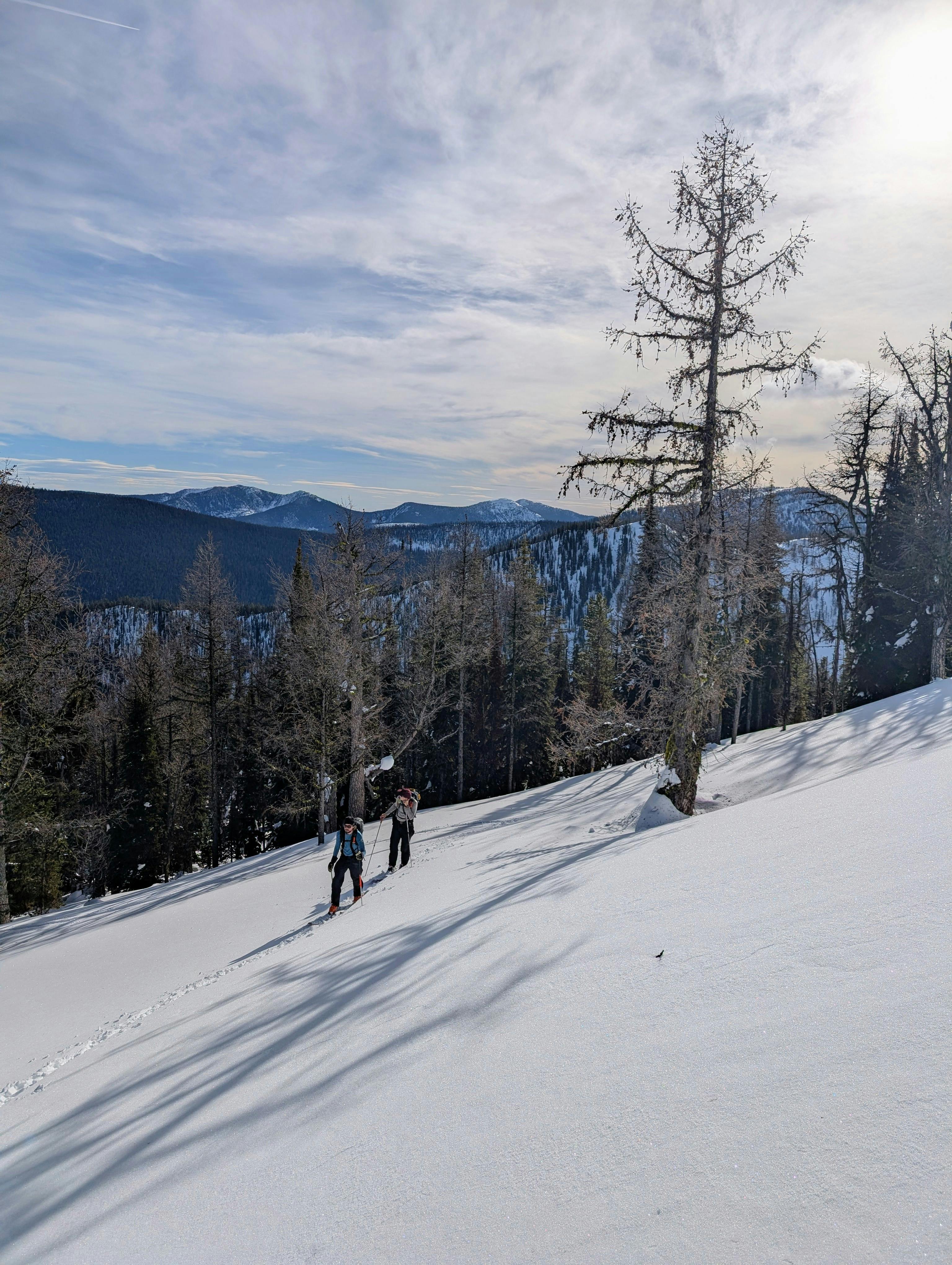 Two people skinning up a sunny treeline slope