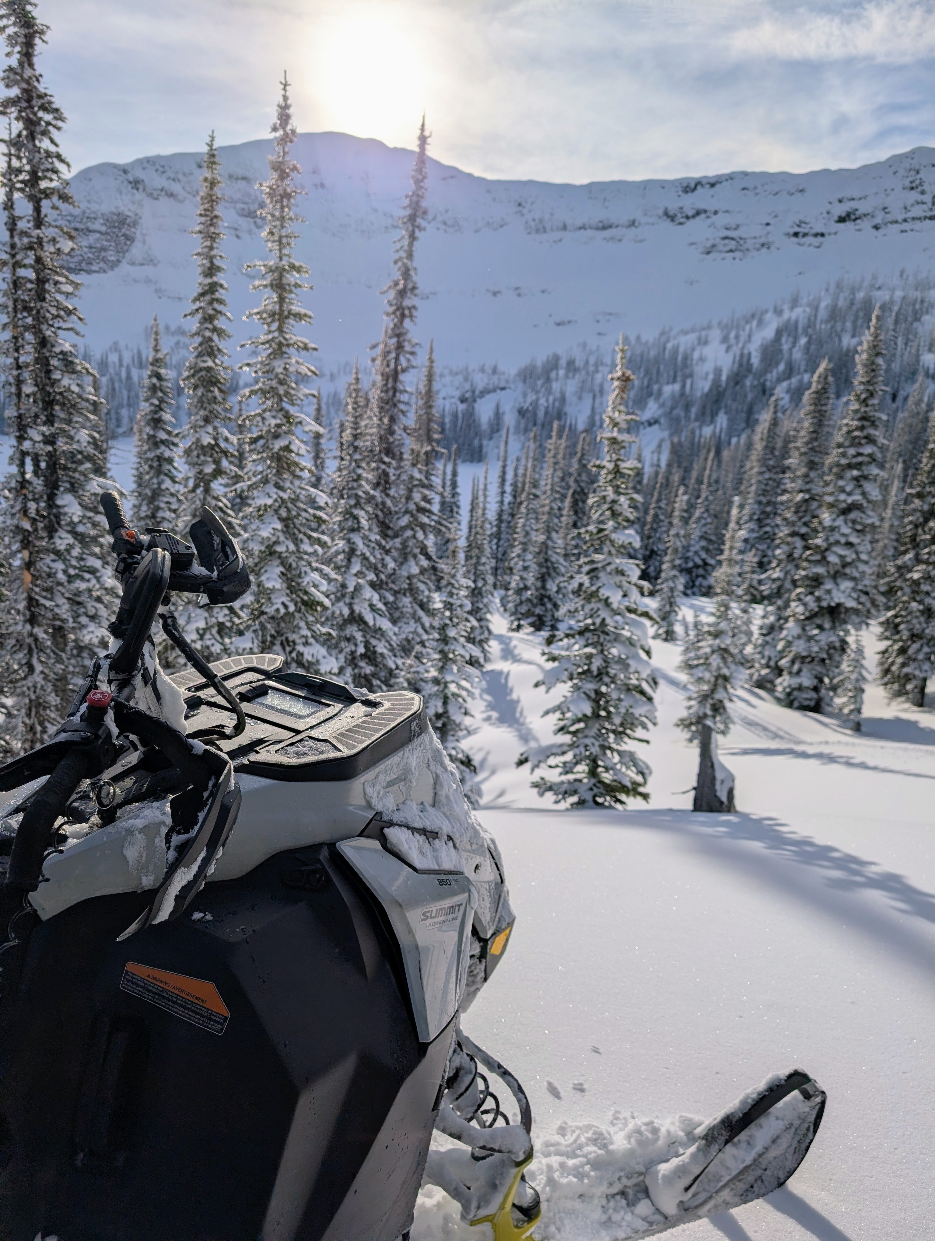 Sled parked in sunny open trees