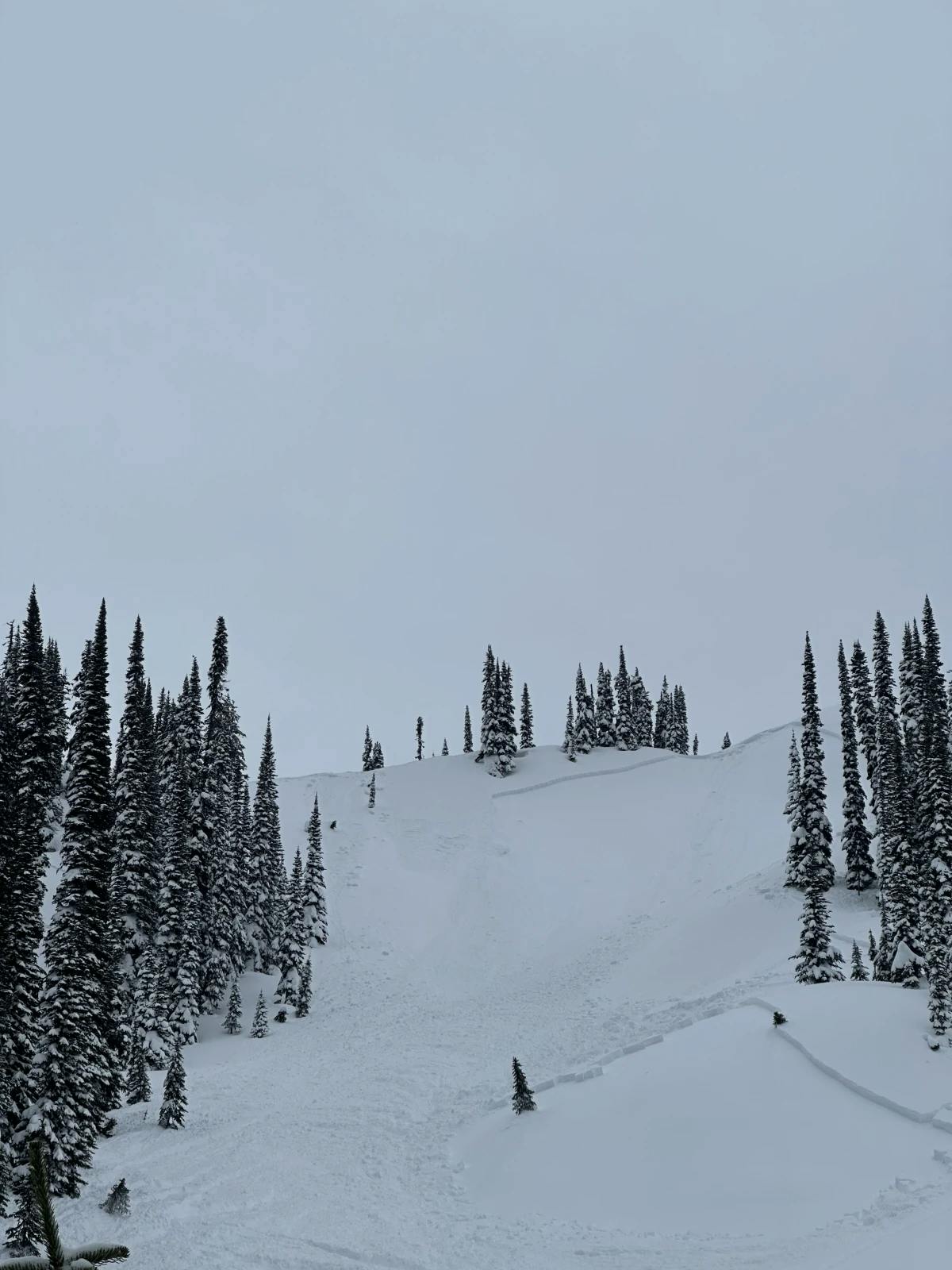 A small open slope between two groups of trees has several avalanche fracture lines. 