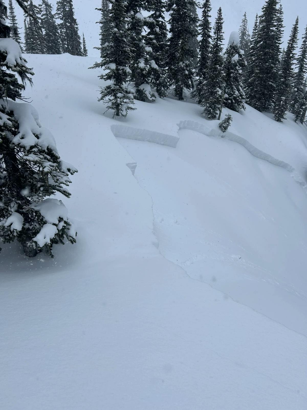 A small avalanche crown on a steep open slope under some dense trees