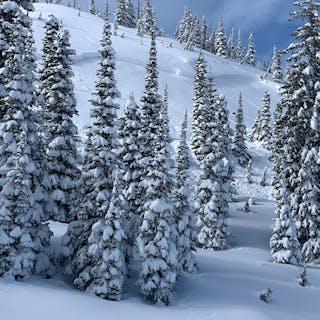 An avalanche on a small, steep slope between trees