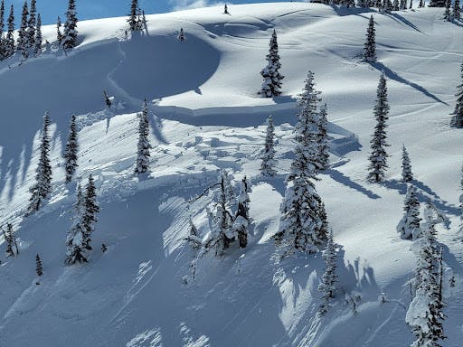 An avalanche crown visible through sparse trees