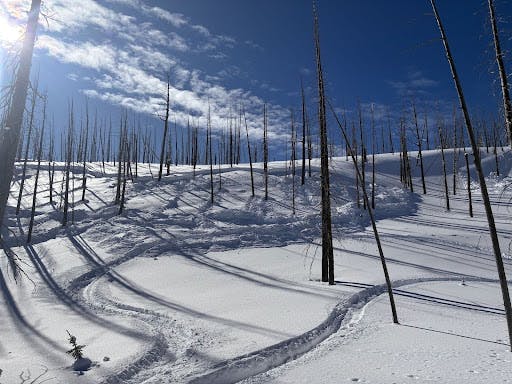 An avalanche has run on a small, mellow slope in an area of burned trees