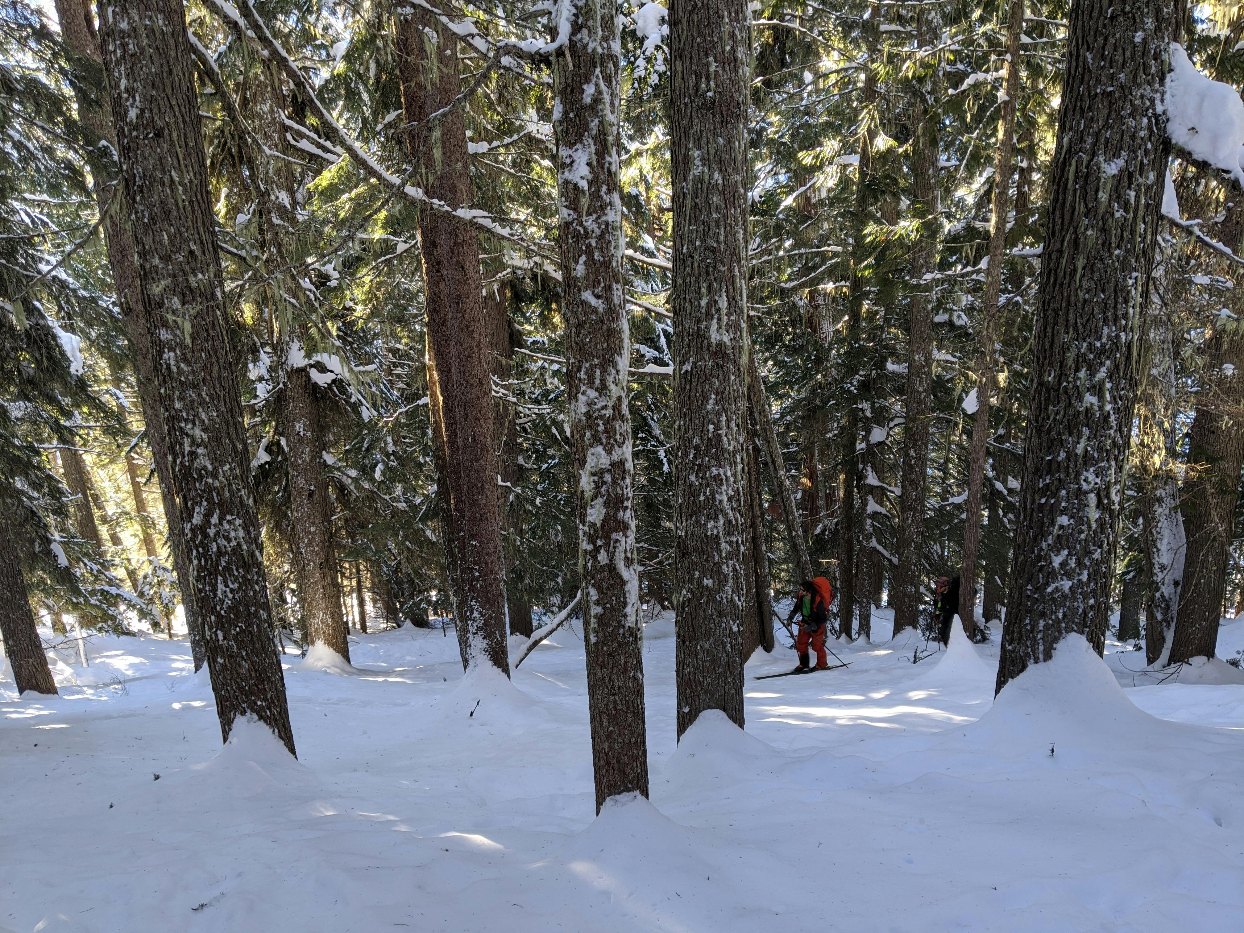 A ski tourer in dense trees.