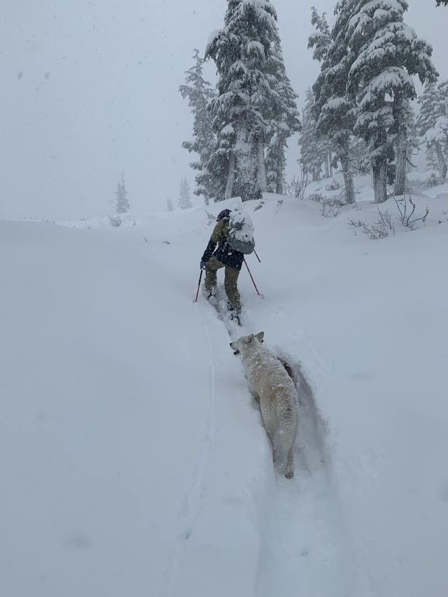 A man and a dog walk break trail through knee deep snow.
