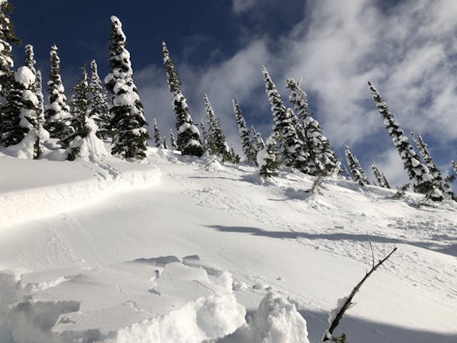 A close distance image on an avalanche crown below a stand of trees. On the bed surface, close to the camera, is a piece of slab.