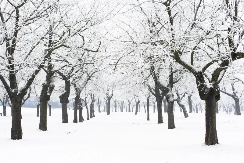 Snowy Orchard