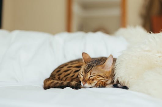 Astuces Infaillibles Pour Enlever Les Odeurs D Urine De Chat Et De Chien Astuces Infaillibles Pour Enlever Les Odeurs D Urine De Chat Et De Chien