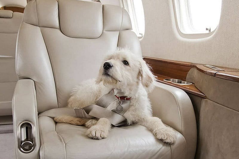 Learn how Avitor.ai assists passengers traveling with pets by offering shared-seat private jet options and personalized guidance on pet travel documentation.