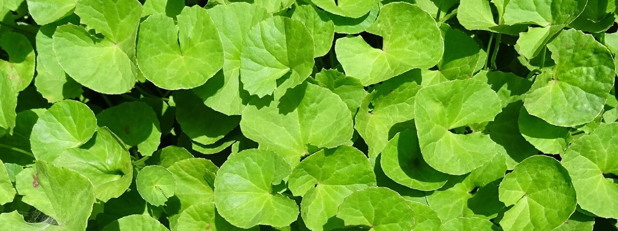 Brahmi