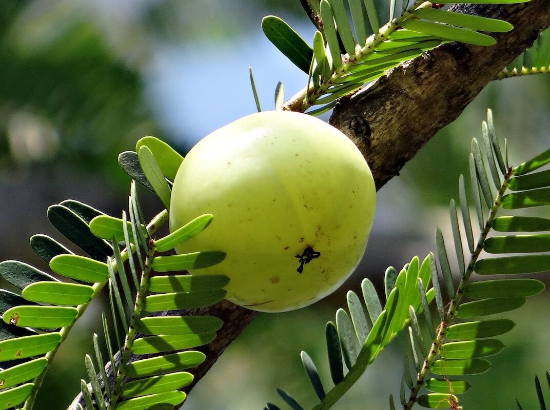 Amla (Phyllanthus emblica, Emblica officinalis)