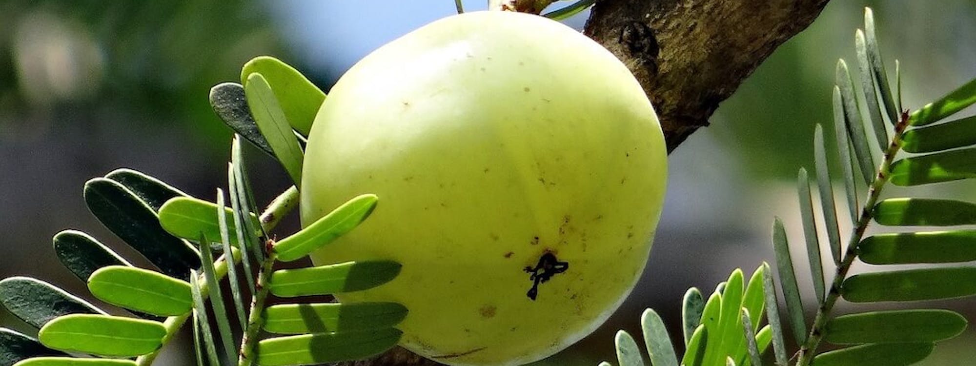 Amla (Phyllanthus emblica, Emblica officinalis)