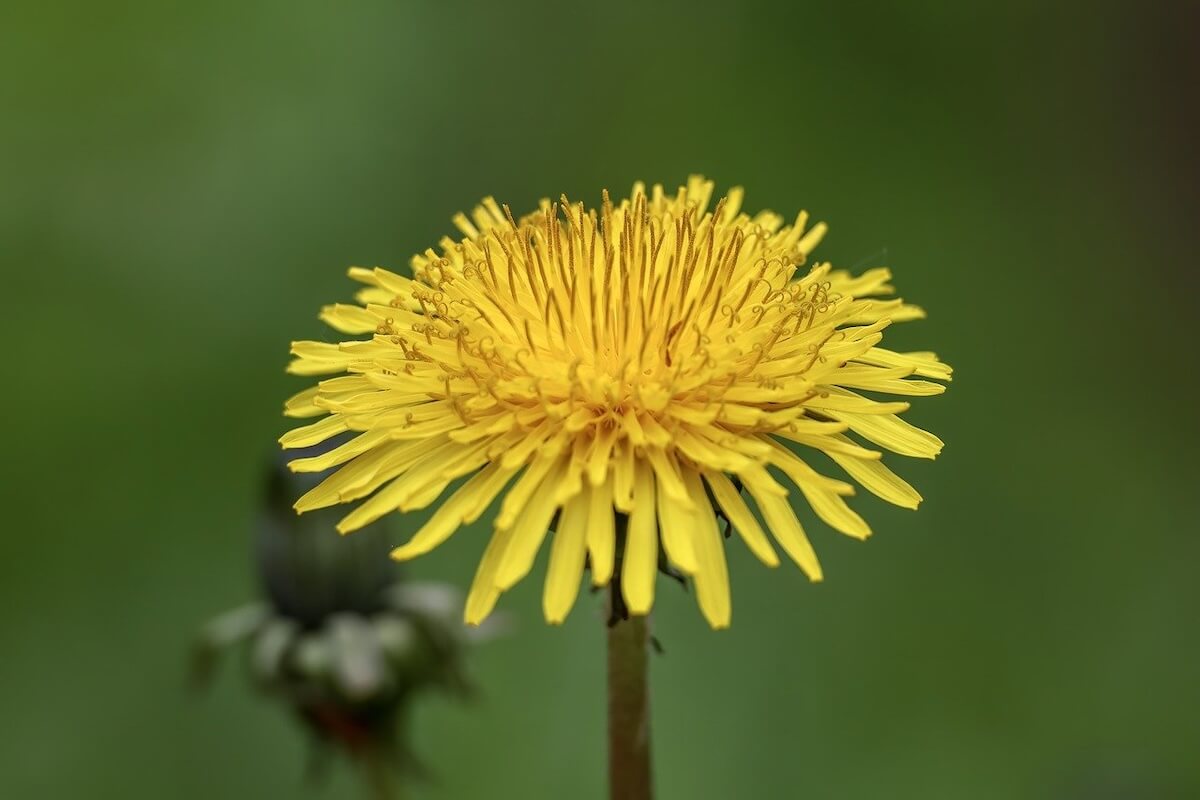 Löwenzahn, Taraxacum officinale