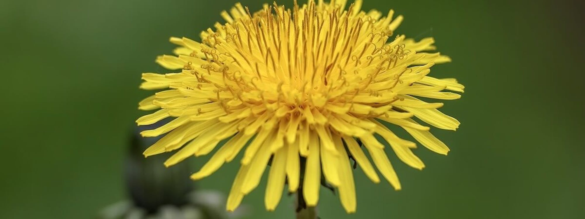 Löwenzahn, Taraxacum officinale