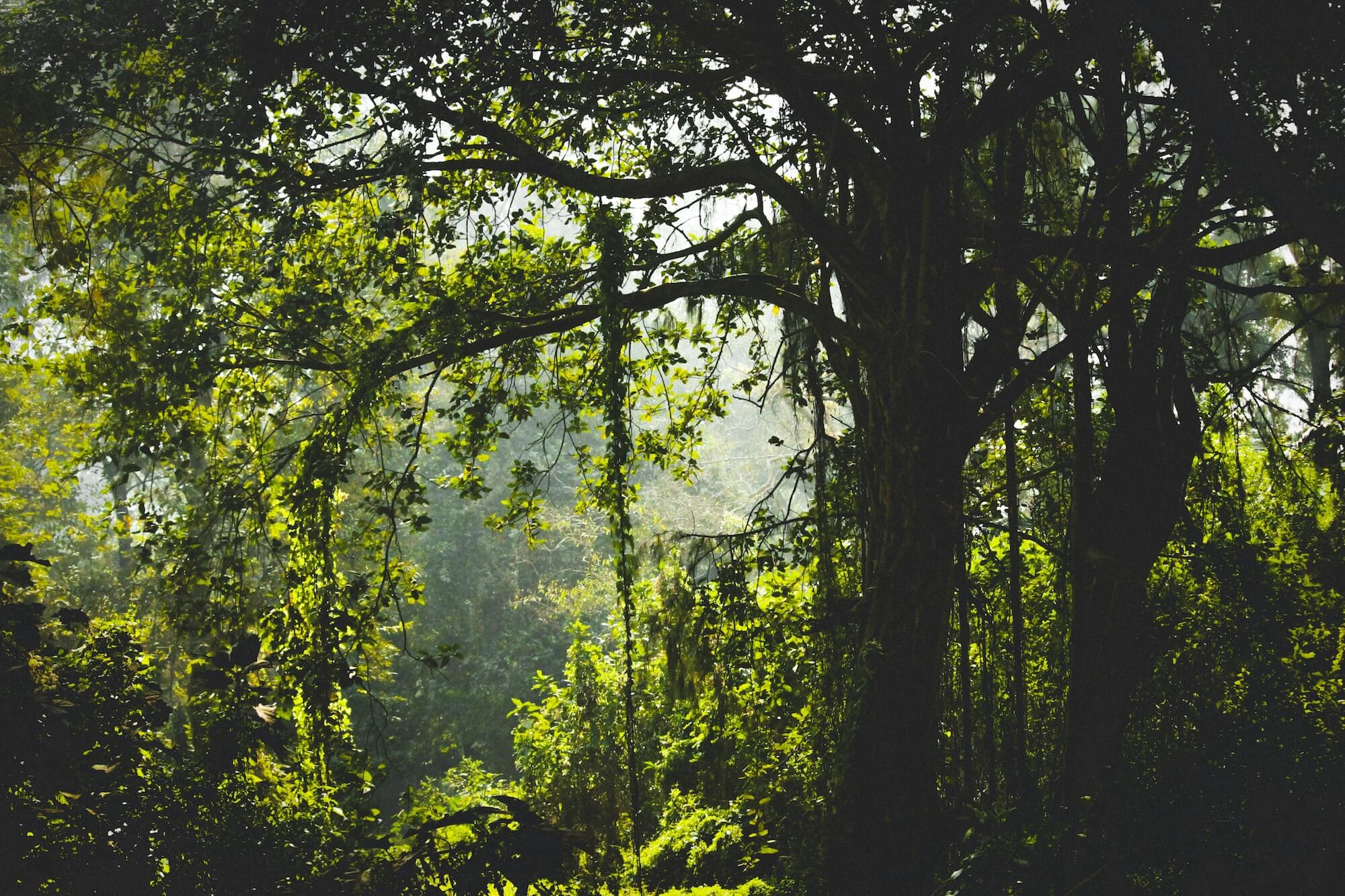 Tropischer Regenwald
