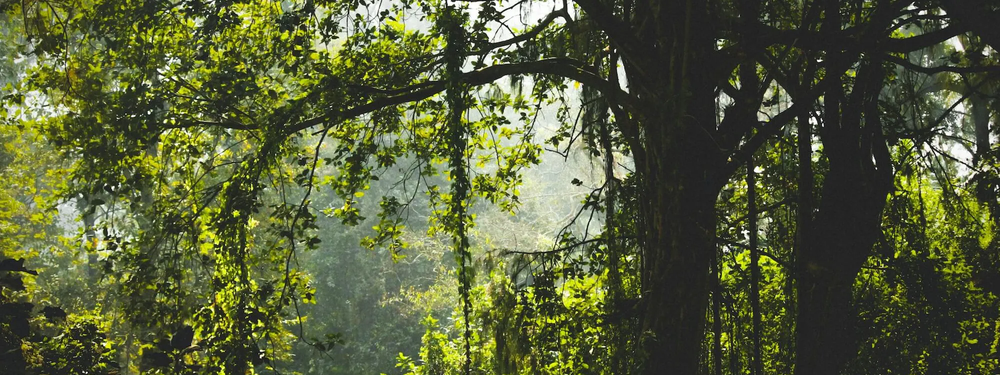 Tropischer Regenwald