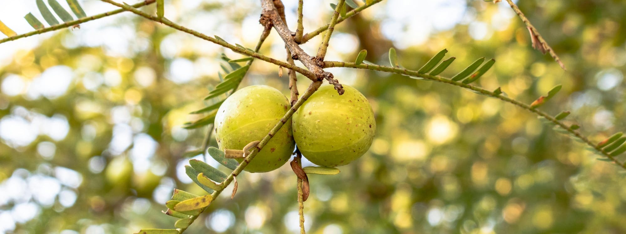 Amalaki Frucht am Baum