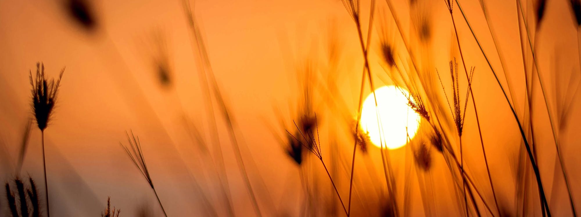 Sonnenaufgang über dem Feld