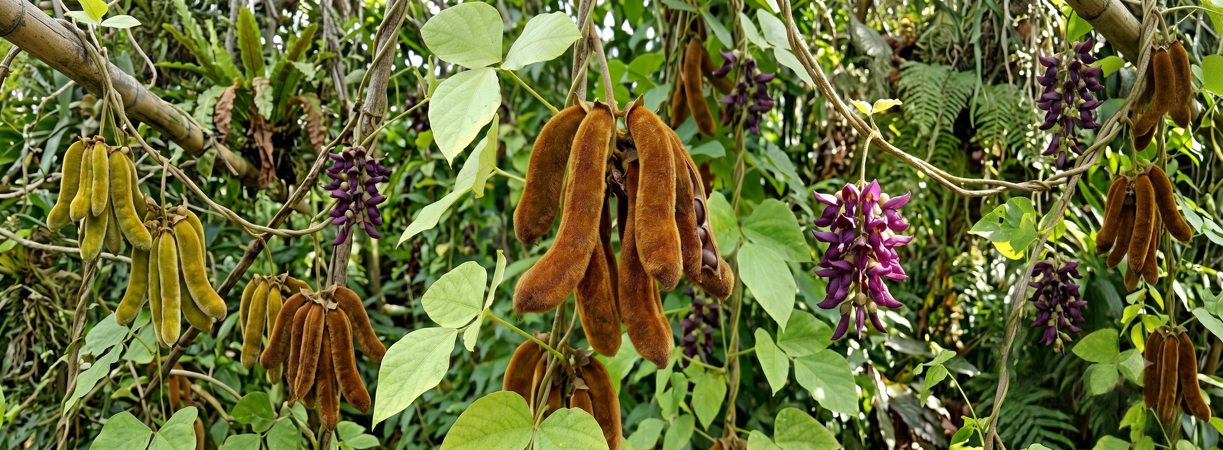 Juckbohnen an einem Baum