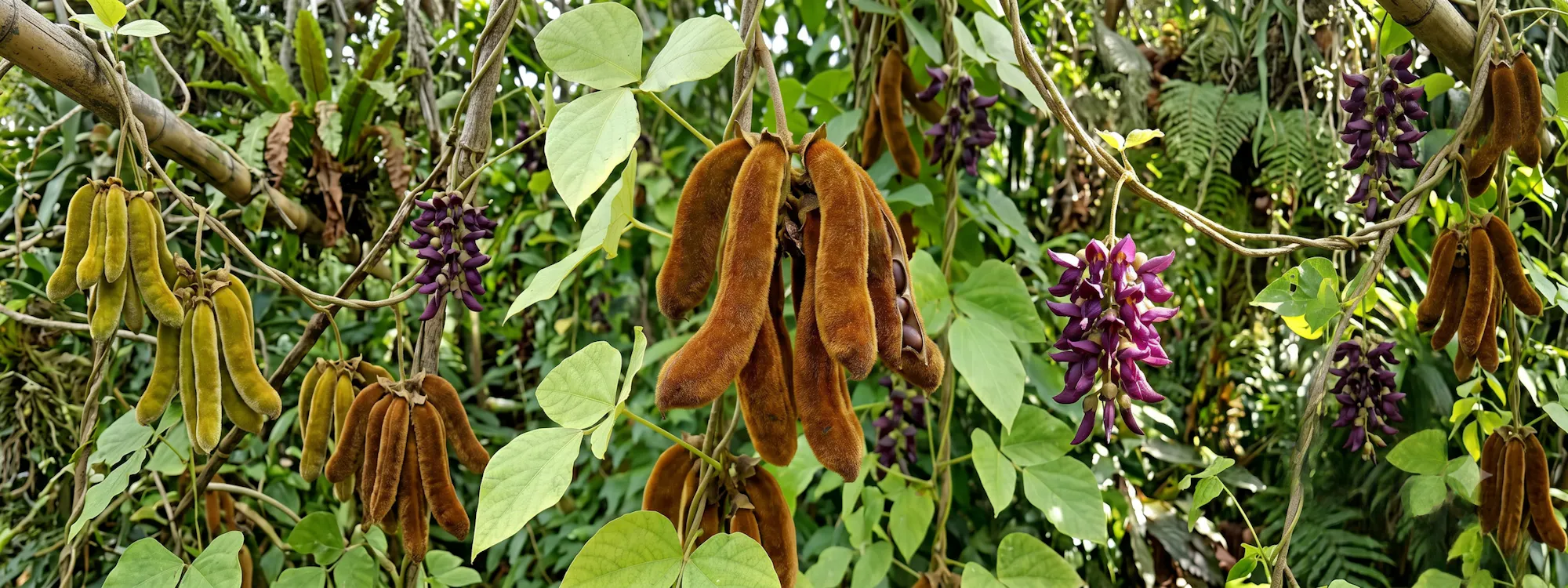 Juckbohnen an einem Baum