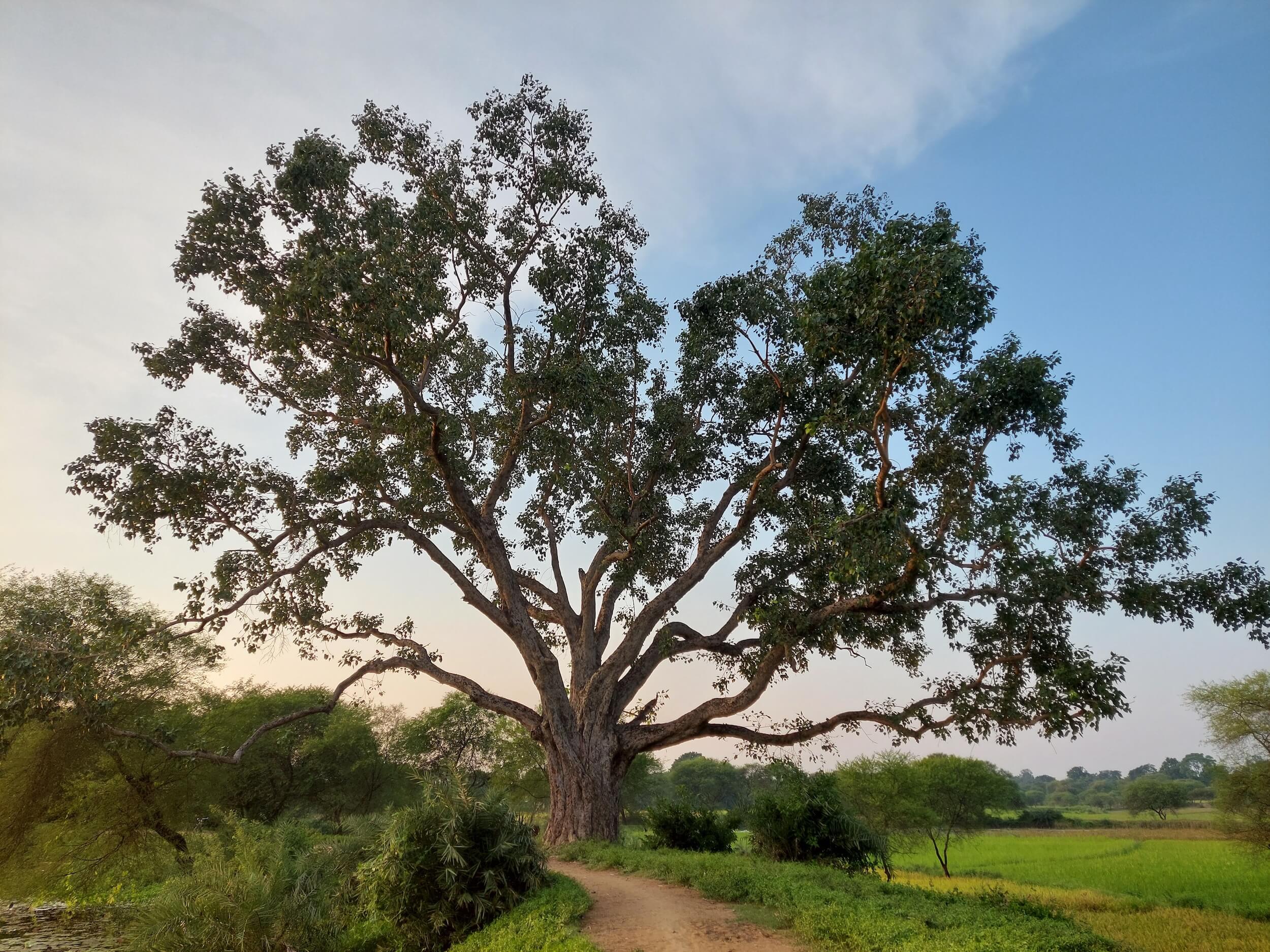 Arbuda – Tumor und Krebs im Ayurveda