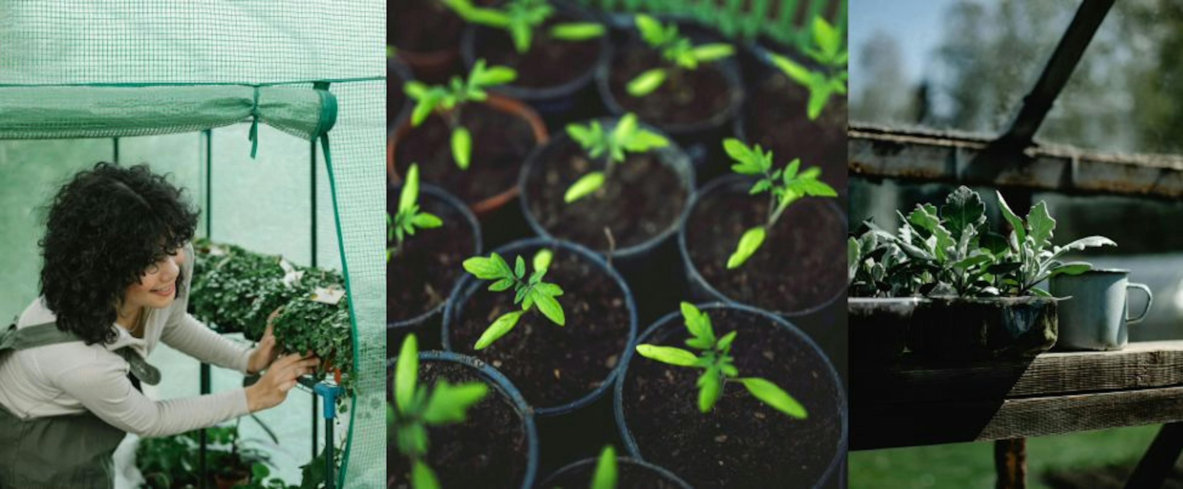 Ontdek de Beste Tuinserre voor Jouw Groene Oase: Een Complete Gids