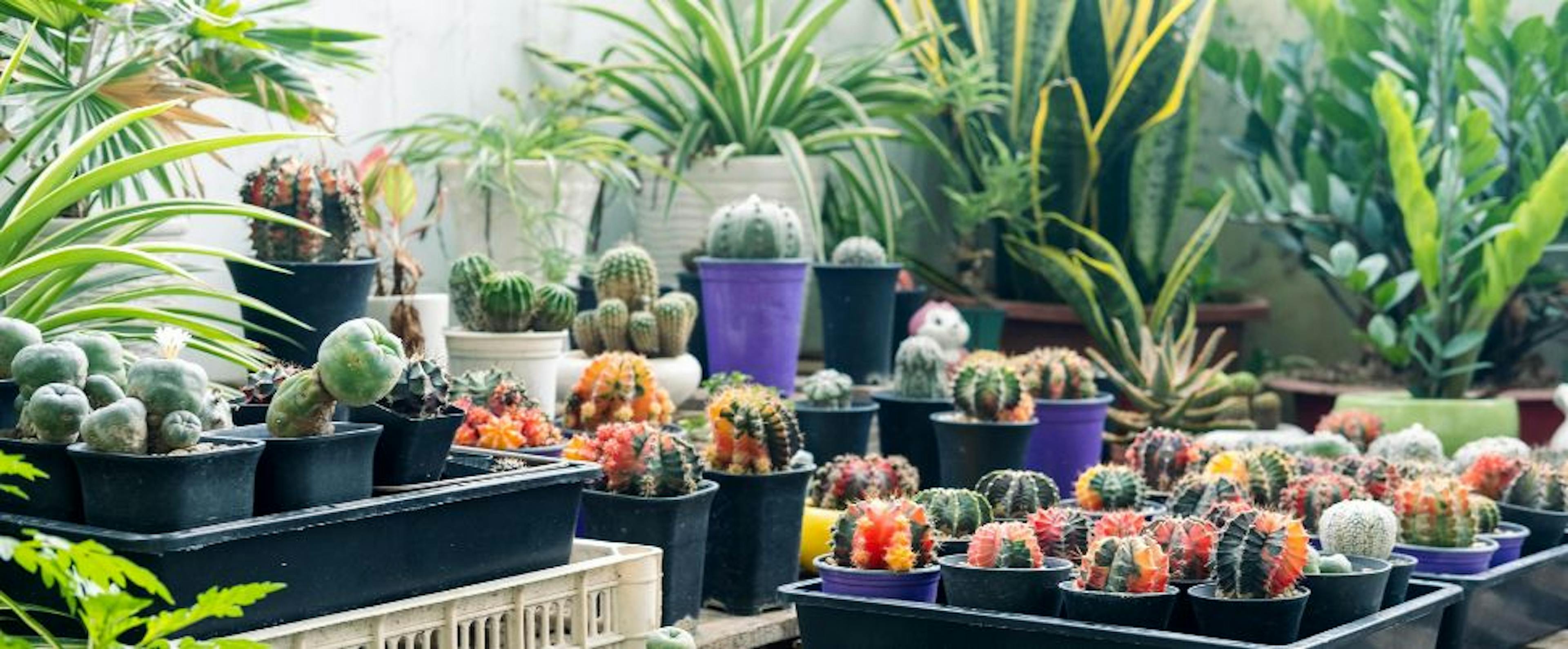 Serre management: Tips voor het Optimaal Inrichten van je Ruimte