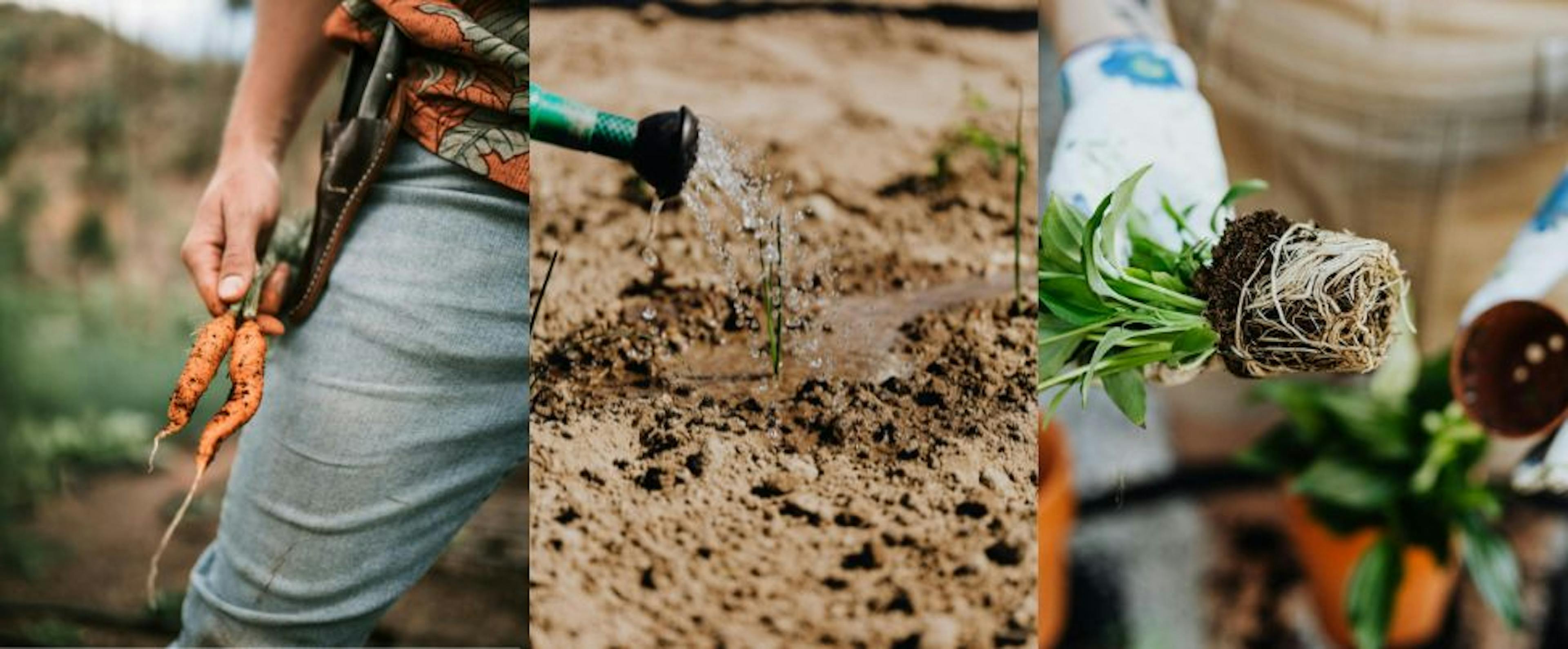 Het Jaarrond Tuinieren: Hoe Maak je je Tuinserre Winterklaar?